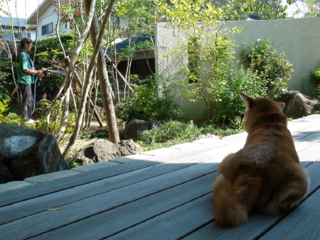 自然風庭園のメンテナンス